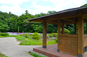 物見山総合公園の菖蒲サムネ