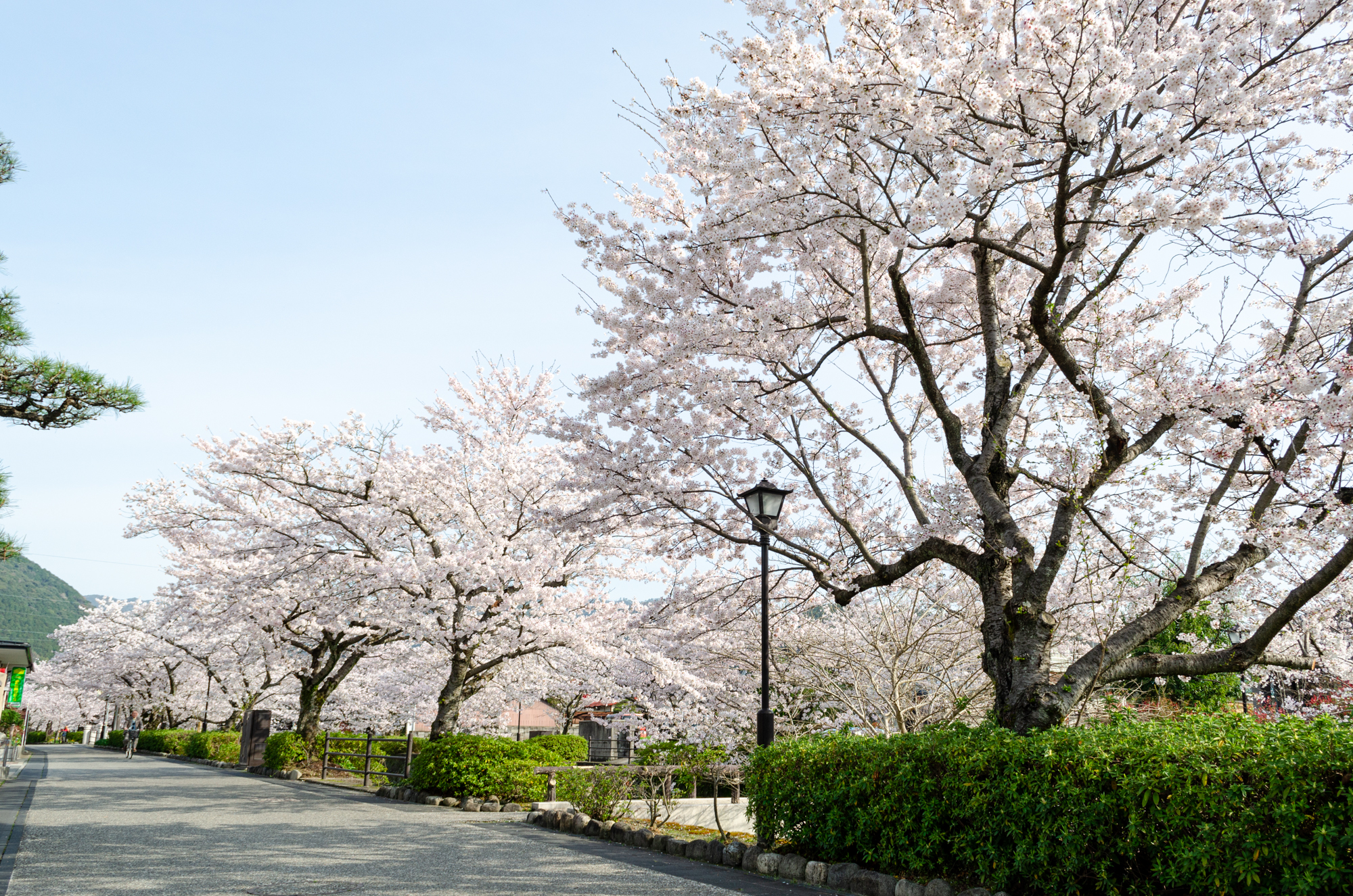 一の坂川の桜 山口市 山口ちゃんねる 一の坂川の桜 山口市 山口ちゃんねる