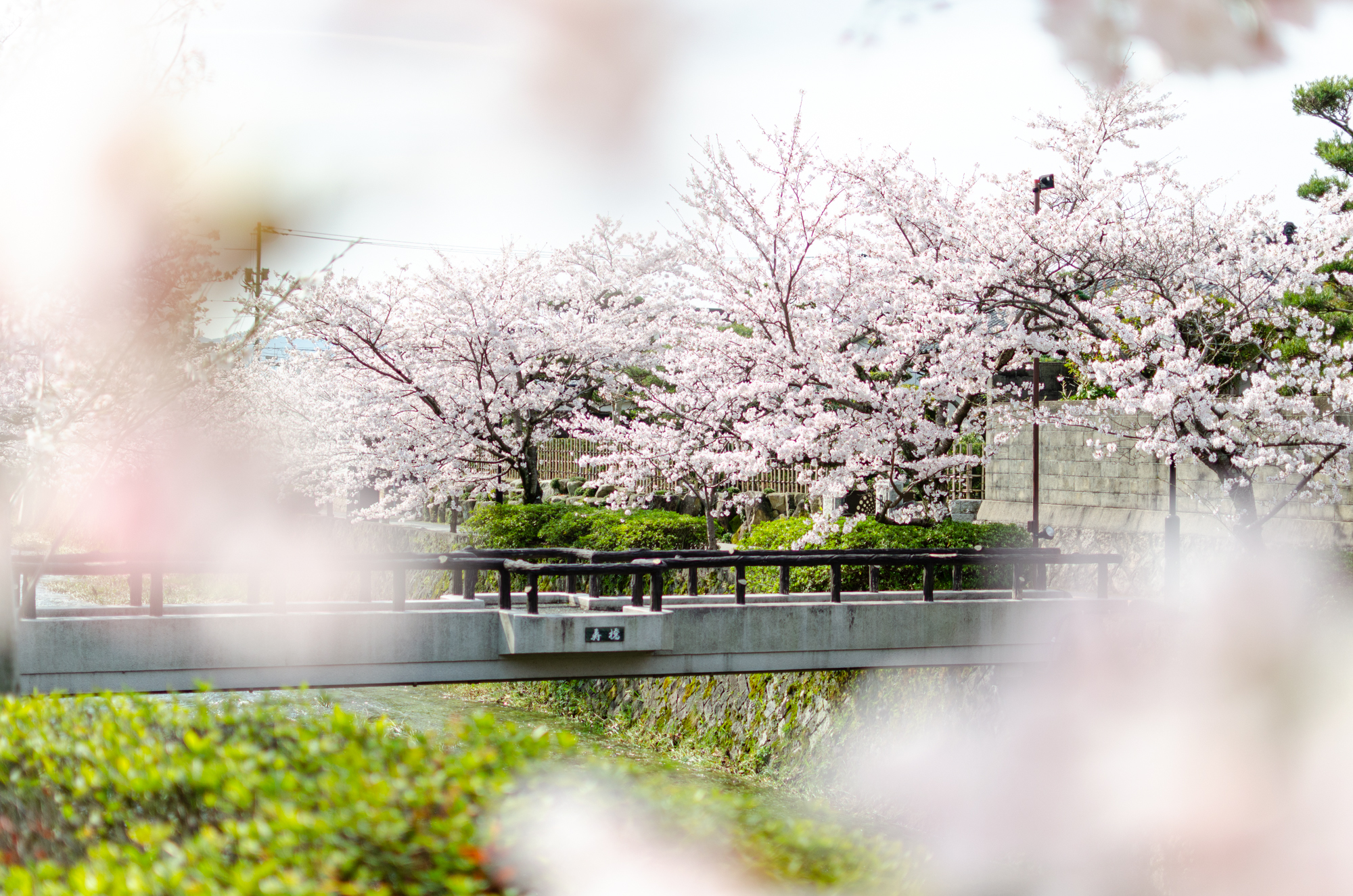 一の坂川の桜 山口市 山口ちゃんねる 一の坂川の桜 山口市 山口ちゃんねる