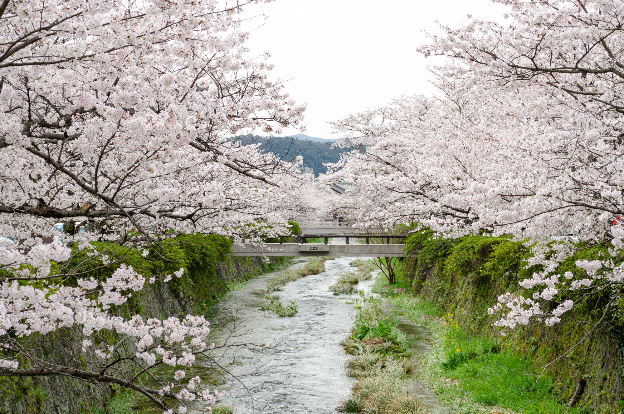 一の坂川の桜 山口市 山口ちゃんねる 一の坂川の桜 山口市 山口ちゃんねる