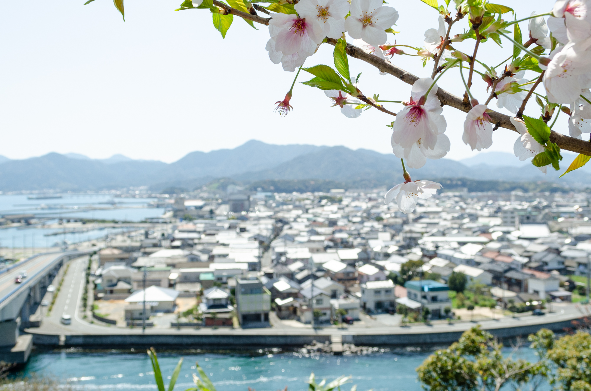 王子山公園の桜 長門市 山口ちゃんねる