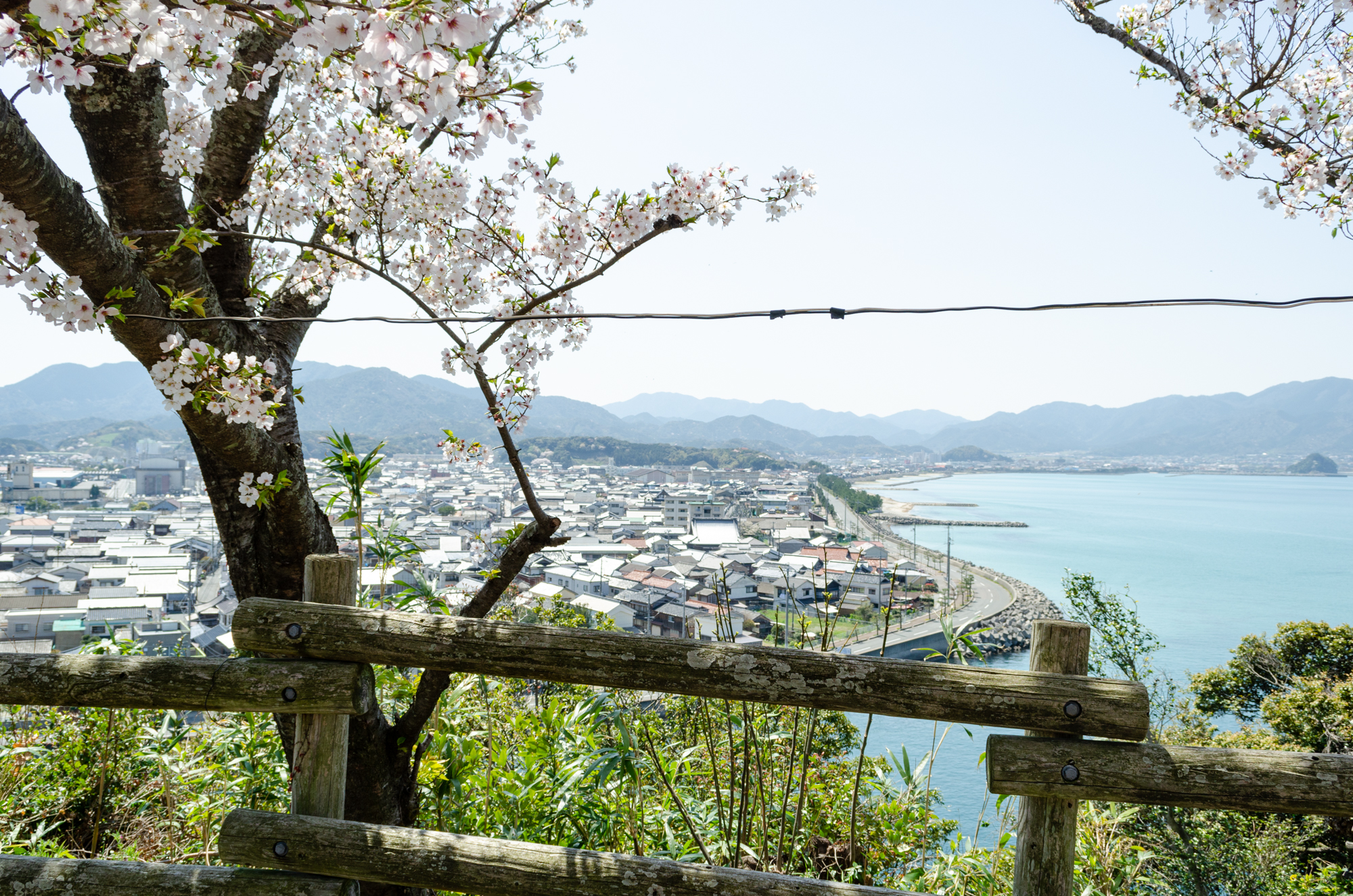 王子山公園の桜 長門市 山口ちゃんねる