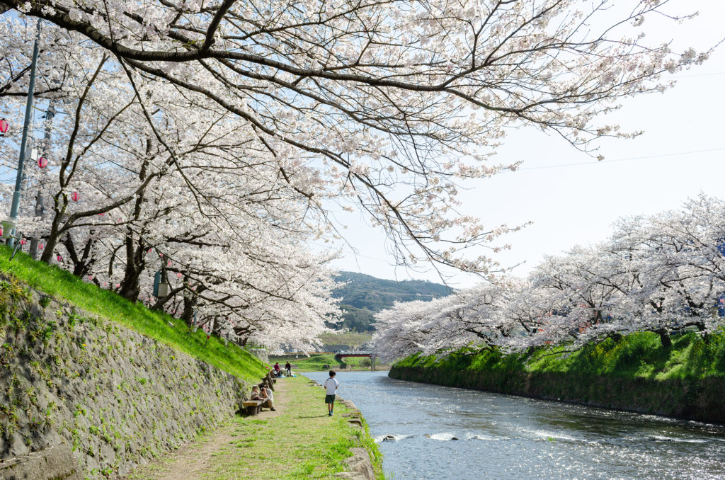 美祢さくら公園の桜 美祢市 山口ちゃんねる