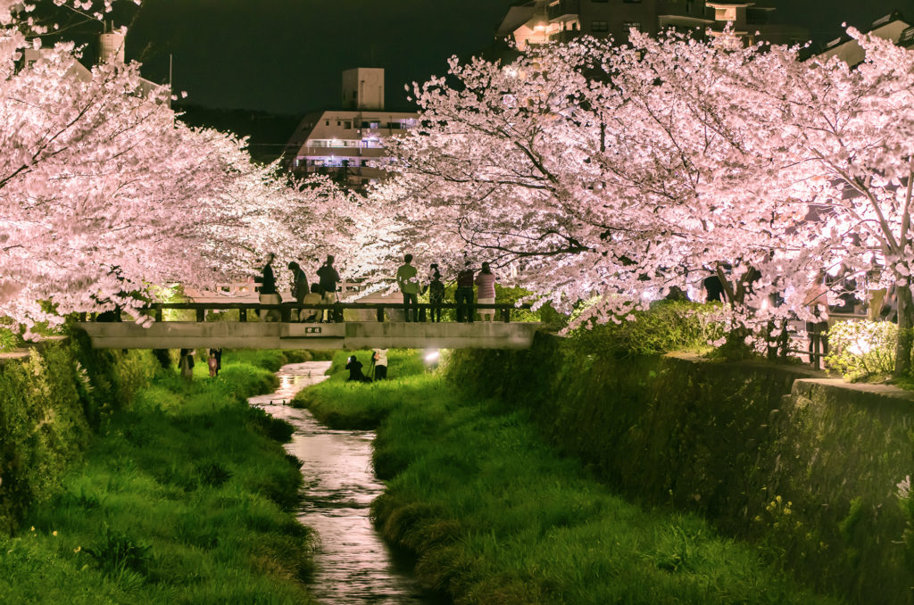 一の坂川の桜ライトアップ