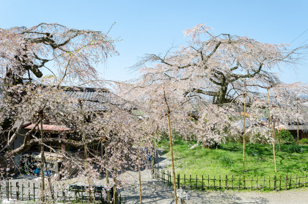 南明寺の桜
