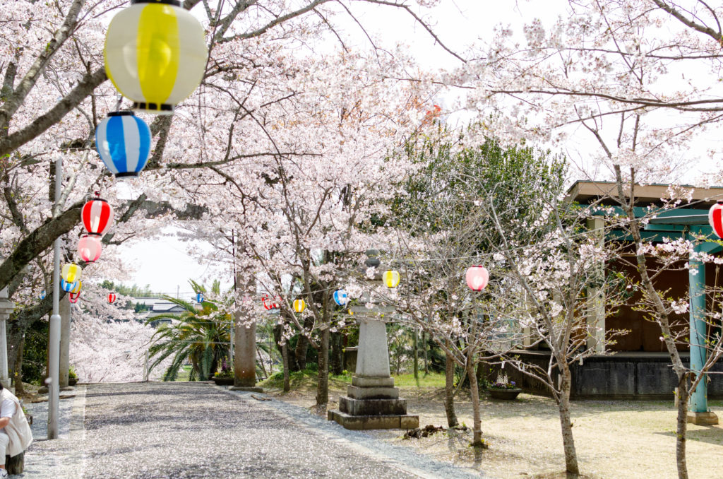 宇部護国神社の桜