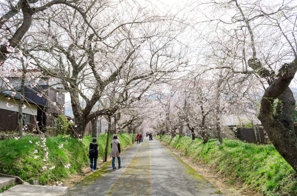 徳佐八幡宮の桜