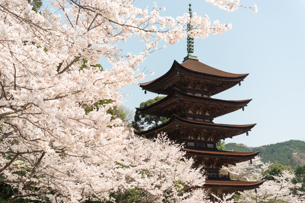 瑠璃光寺五重塔の桜