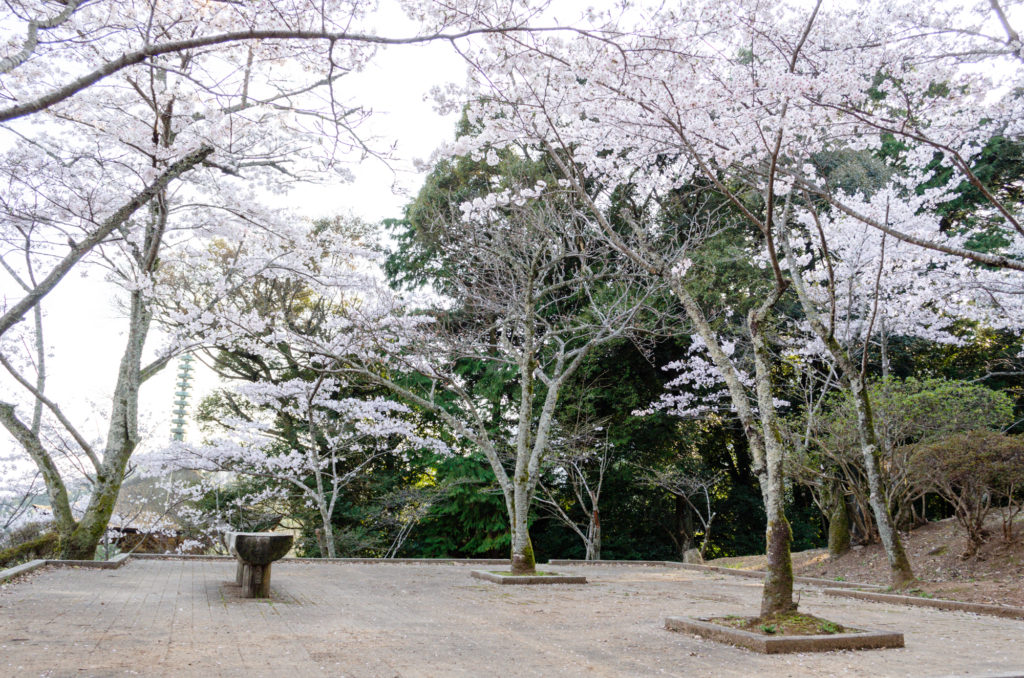 瑠璃光寺五重塔の桜