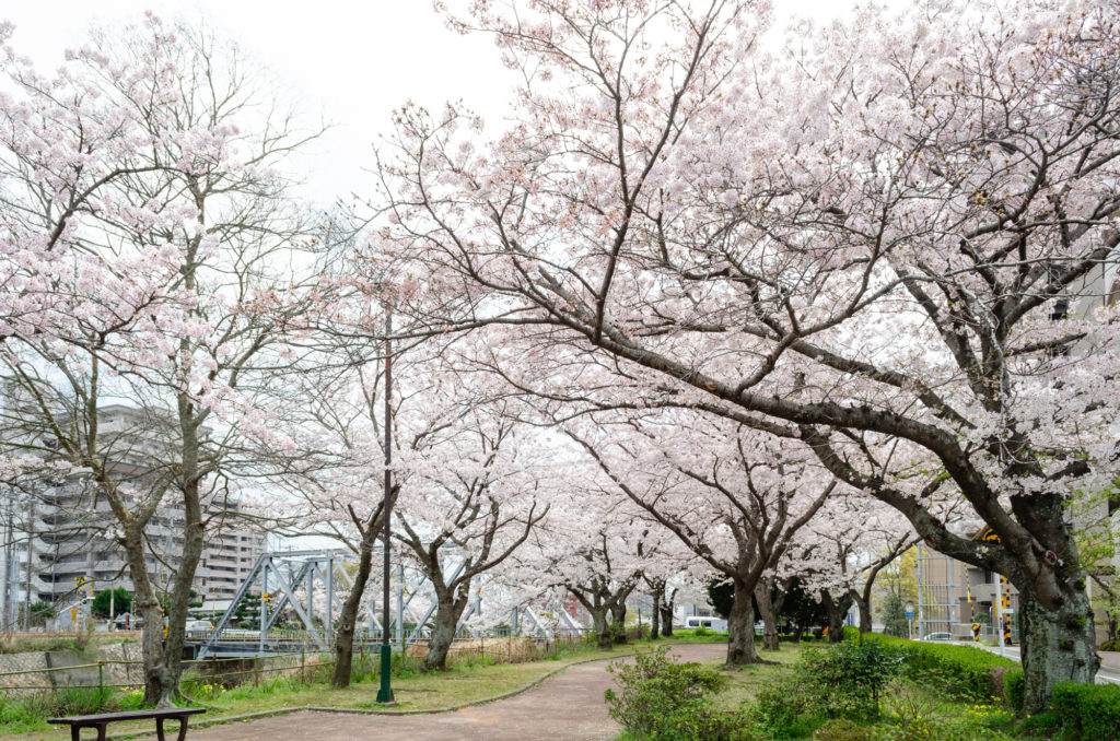 真締川公園の桜