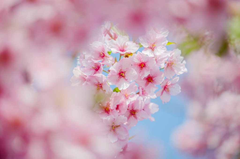 花の園の桜