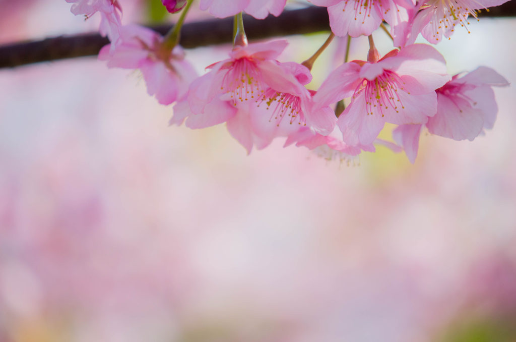 花の園の桜