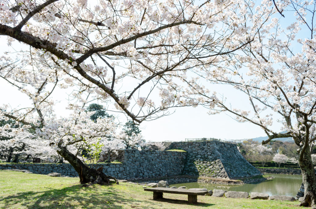 萩城の桜