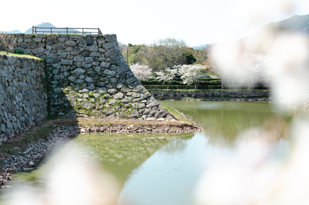 萩城の桜