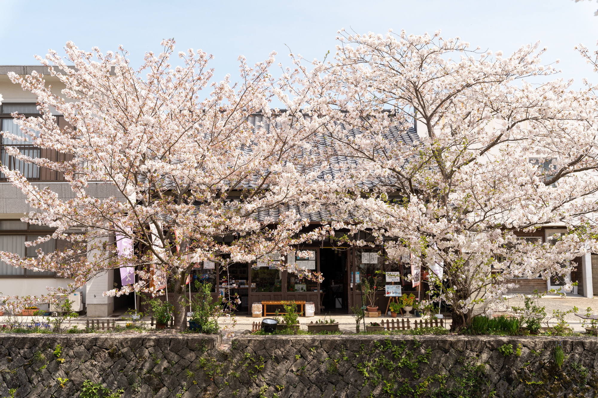 一の坂川の桜 山口市 山口ちゃんねる 一の坂川の桜 山口市 山口ちゃんねる