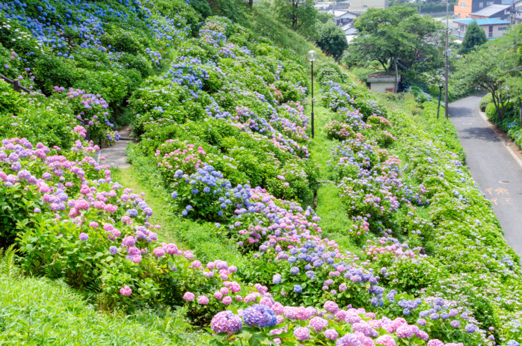 光あじさい苑 光市 山口ちゃんねる