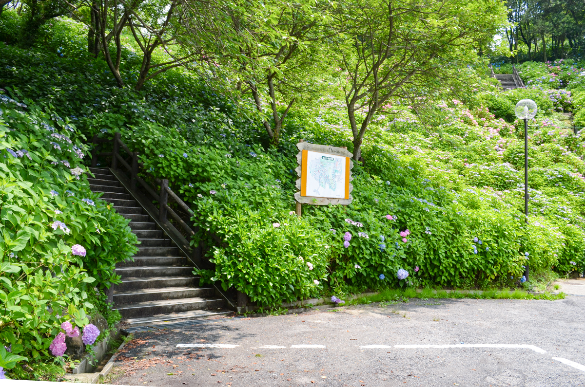 光あじさい苑 光市 山口ちゃんねる