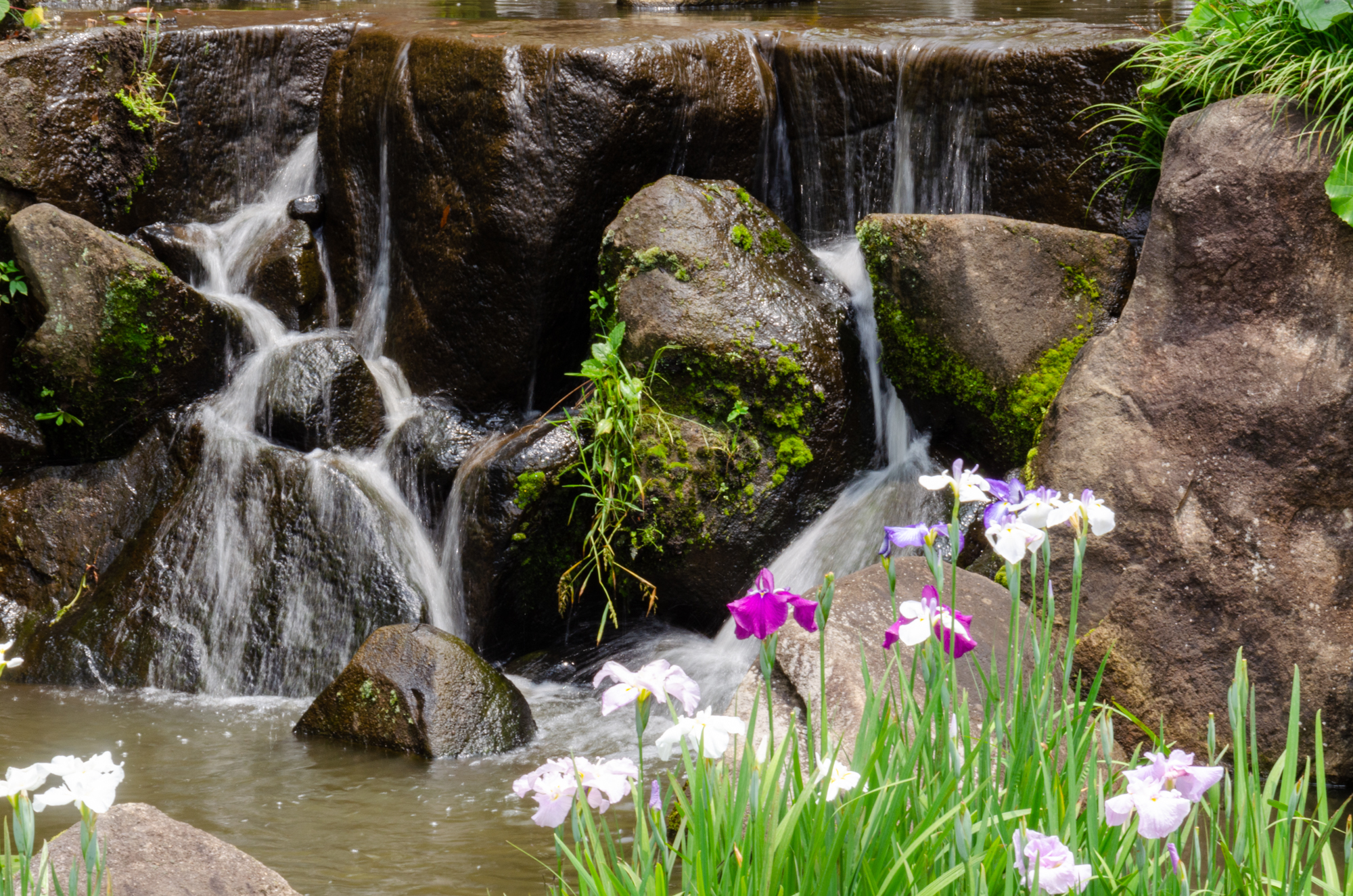 冠山総合公園の菖蒲 光市 山口ちゃんねる