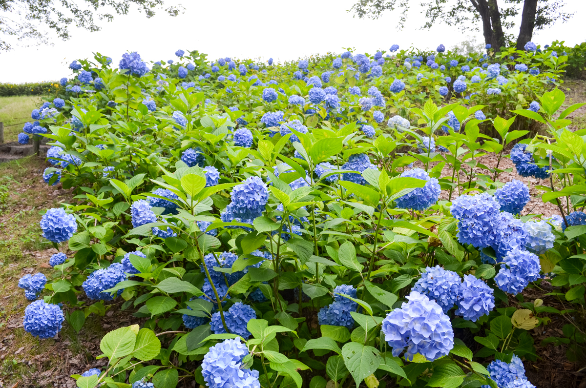 紫陽花の名所 山口ちゃんねる