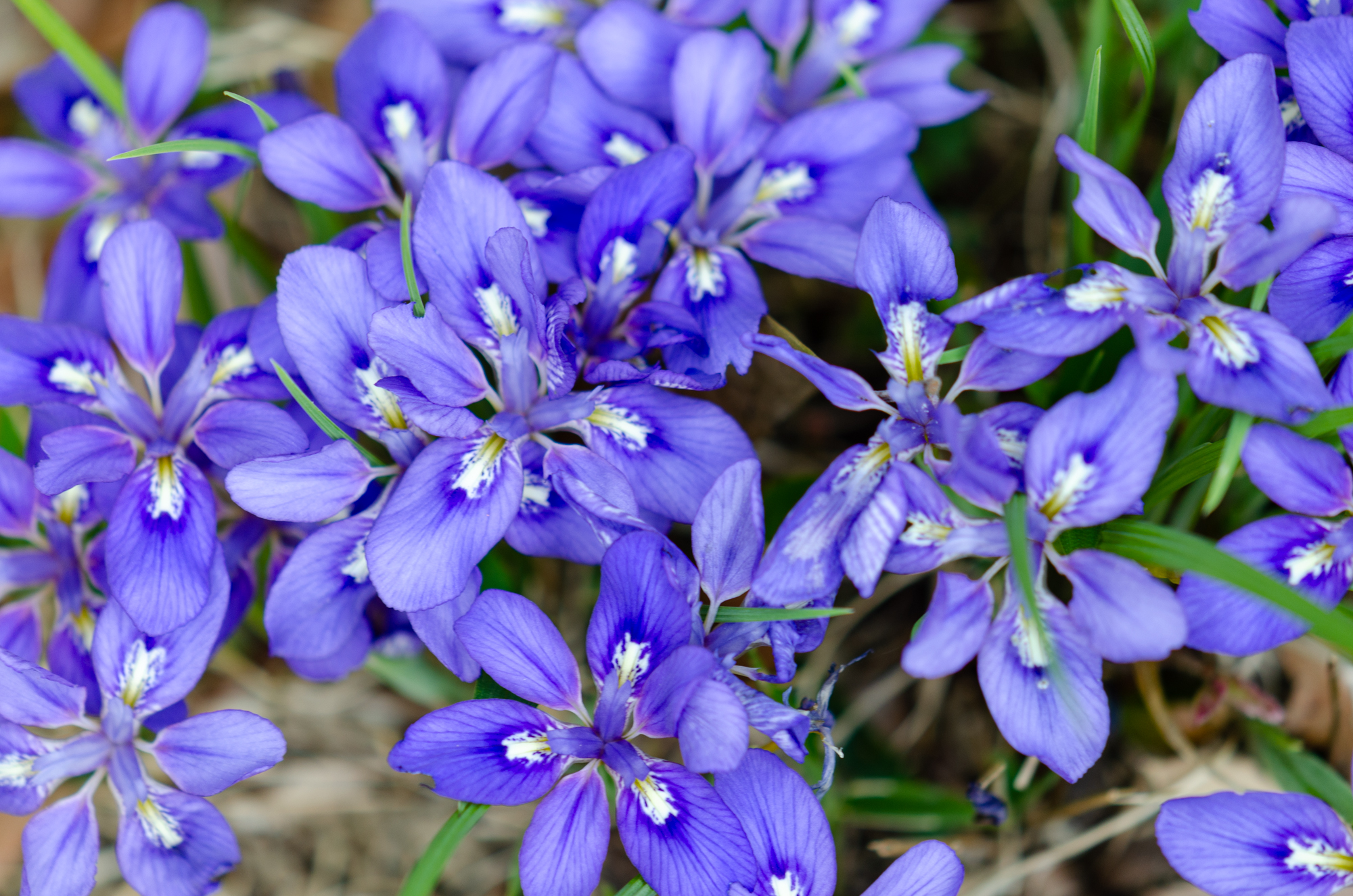 西浦えひめあやめ自生地 防府市 山口ちゃんねる