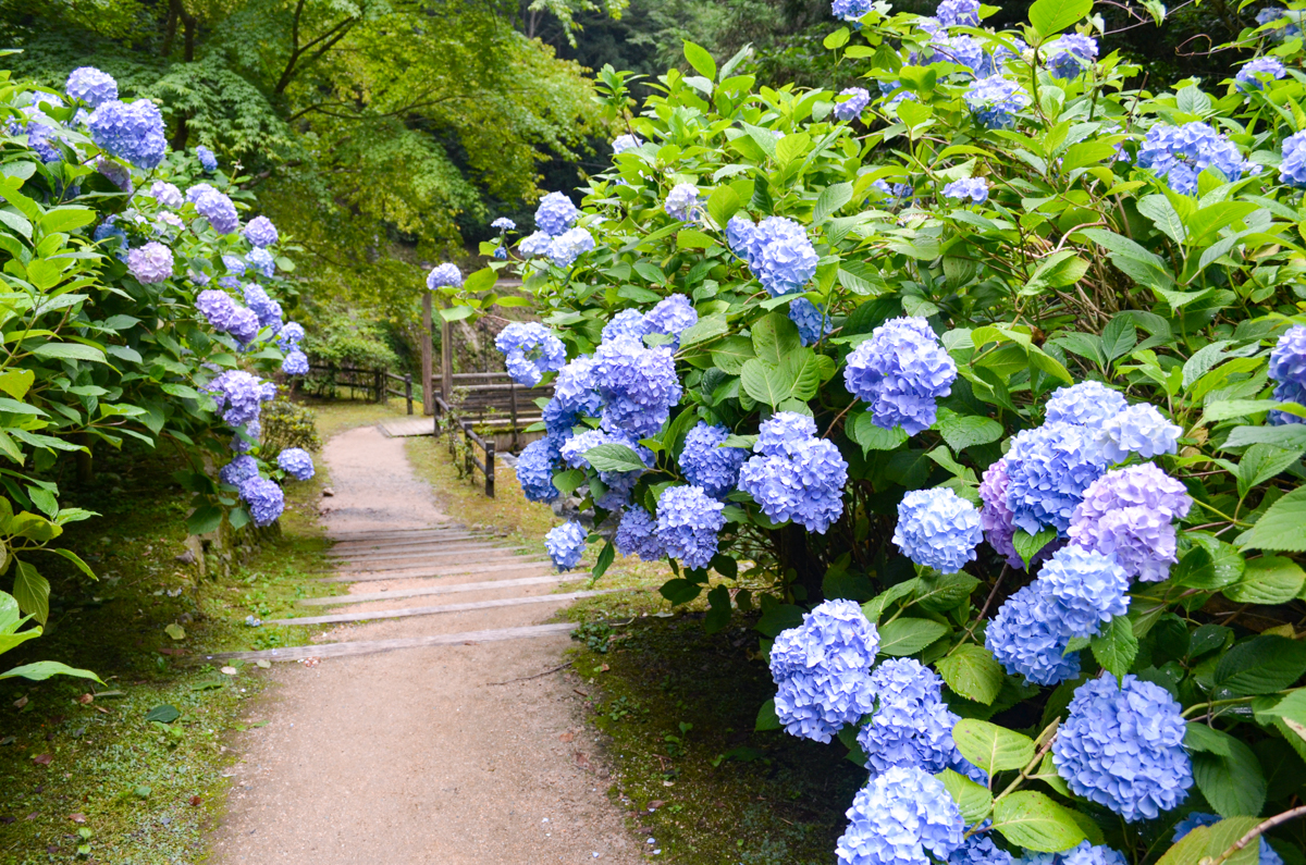 重源の郷の紫陽花 山口市 山口ちゃんねる
