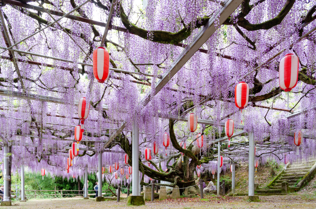 長正司公園の藤（下関市） | 山口ちゃんねる
