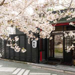 美祢さくら公園の桜 美祢市 山口ちゃんねる