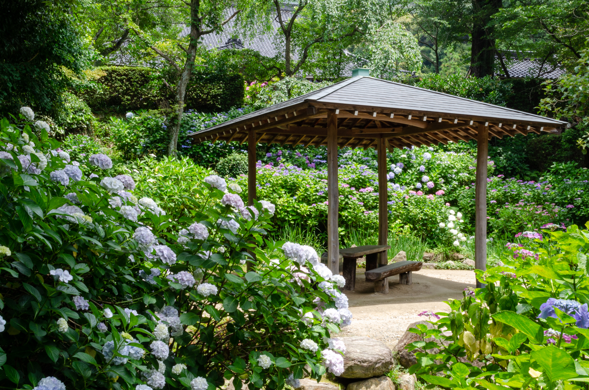 紫陽花の名所 山口ちゃんねる