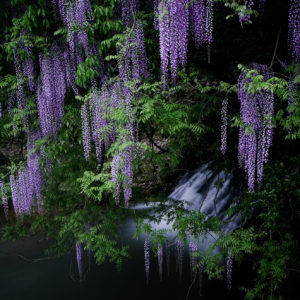 河原谷公園の紫陽花