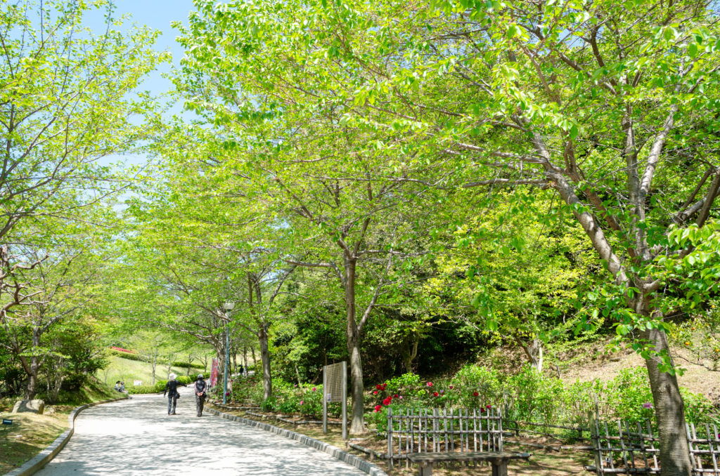 冠山総合公園の遊歩道