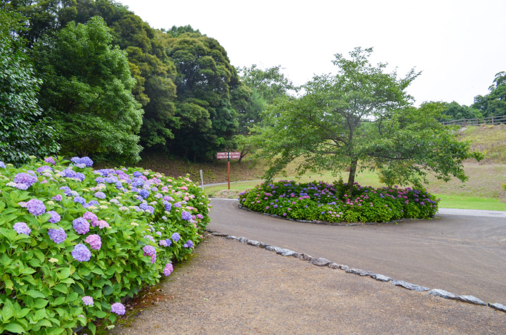 江汐公園の紫陽花園