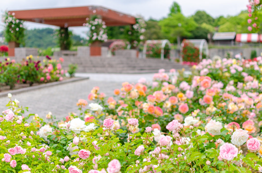 蜂ヶ峯総合公園のバラ