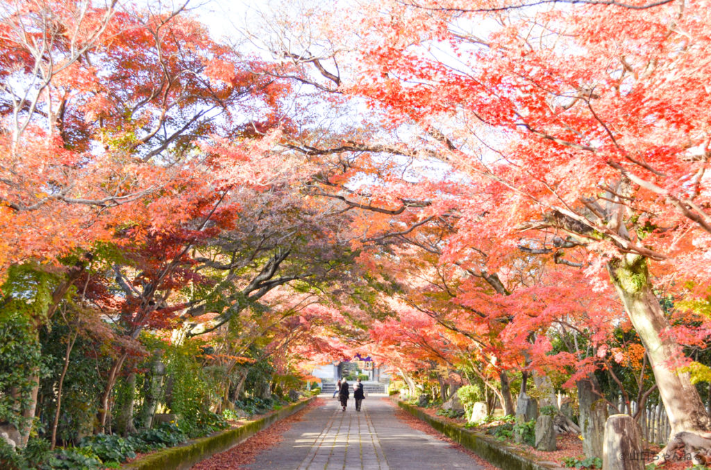 龍福寺の紅葉 山口市 山口ちゃんねる