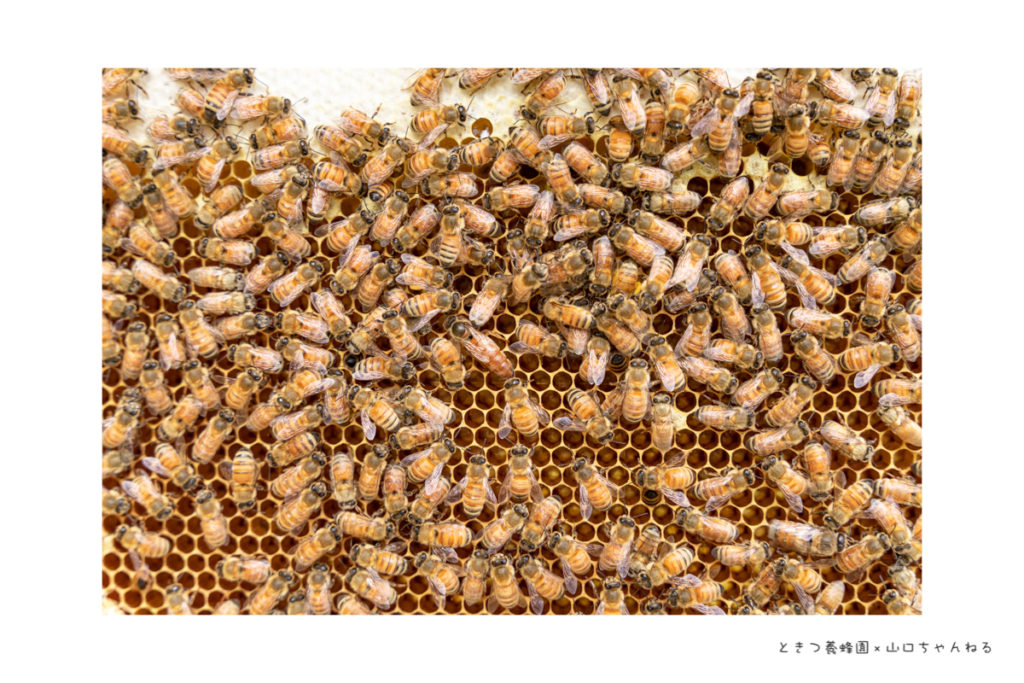 ときつ養蜂園の女王蜂