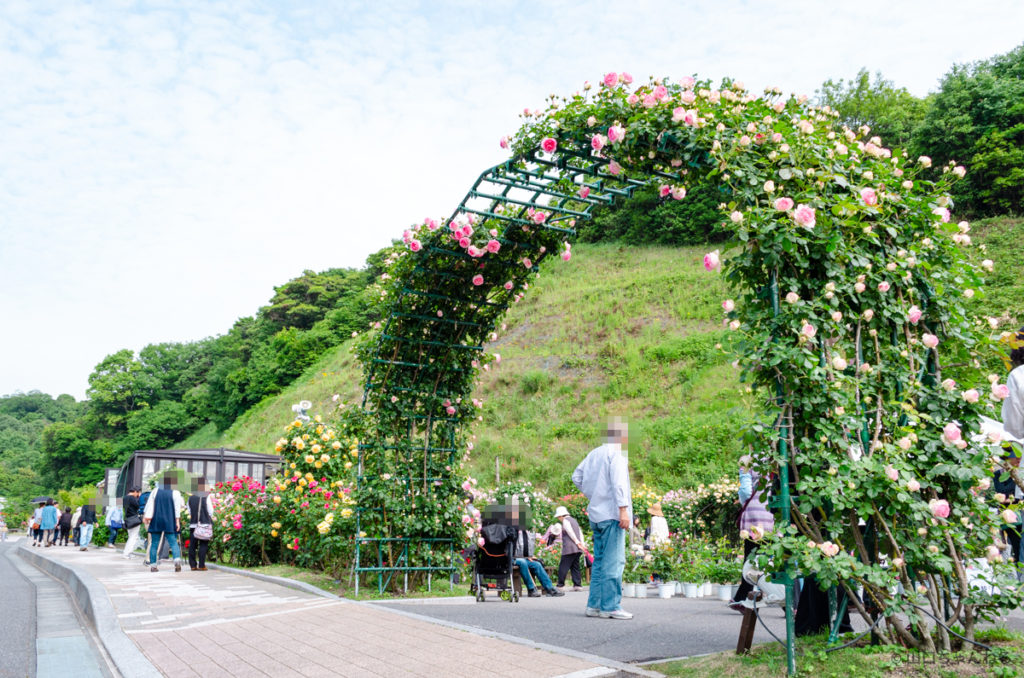 冠山総合公園の薔薇アーチ