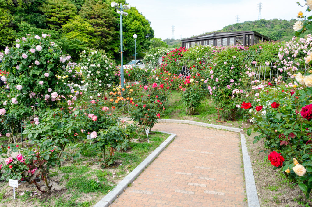 冠山総合公園の薔薇