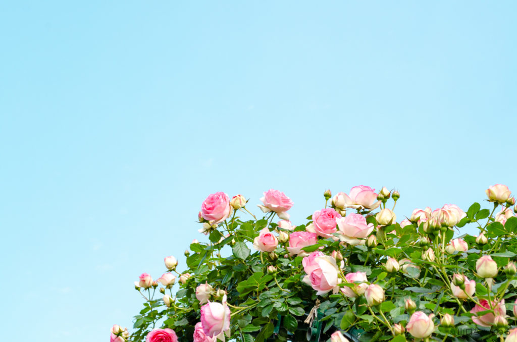 冠山総合公園の薔薇