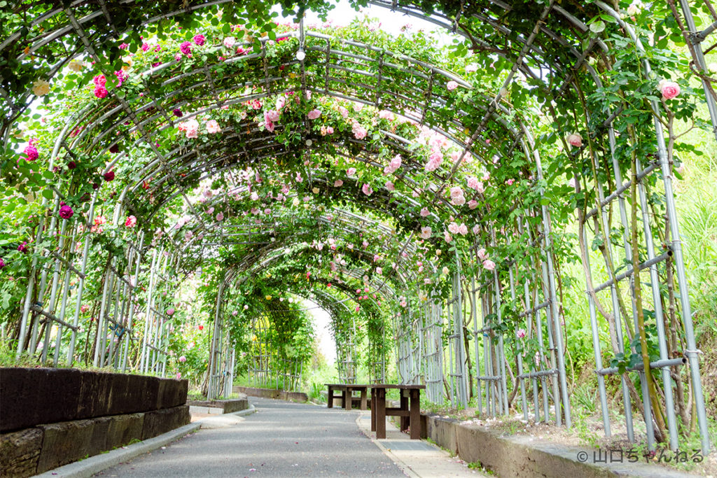 冠山総合公園の薔薇回廊