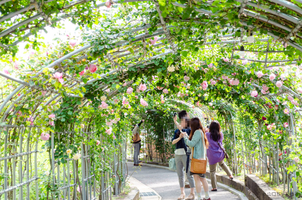 冠山総合公園の薔薇回廊